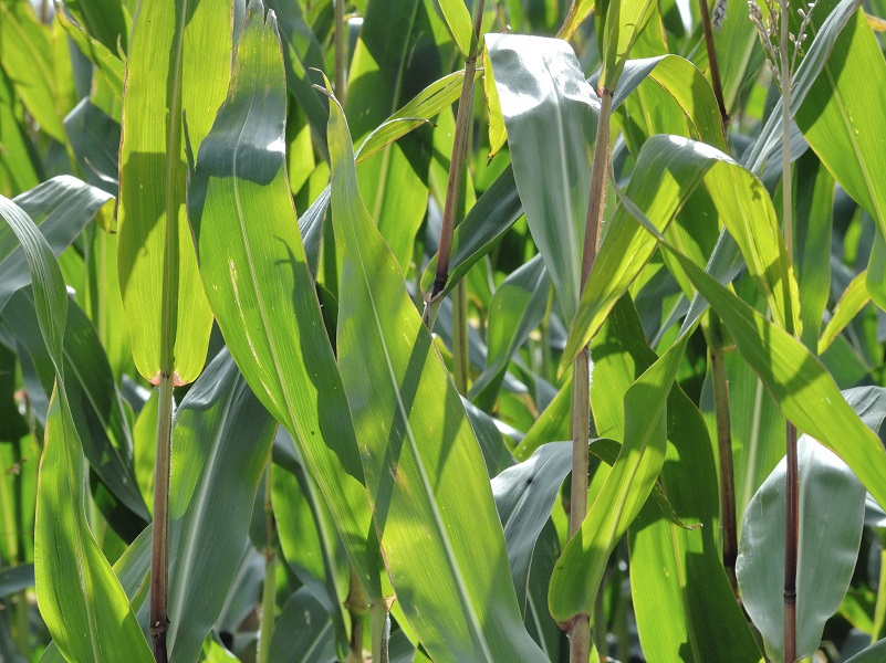 The most beautiful pictures from agriculture